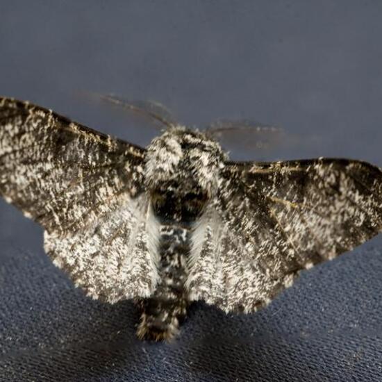 Peppered moth: Animal in habitat Garden in the NatureSpots App