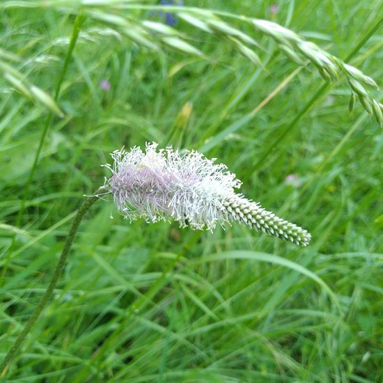 Mittlerer Wegerich: Pflanze im Habitat Naturnahe Wiese in der NatureSpots App