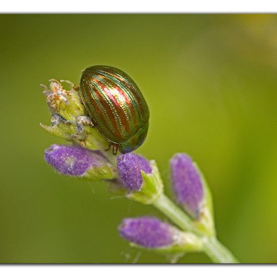 Chrysolina americana: Animal in habitat Garden in the NatureSpots App