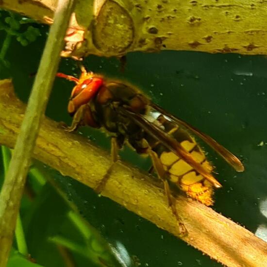 European hornet: Animal in nature in the NatureSpots App
