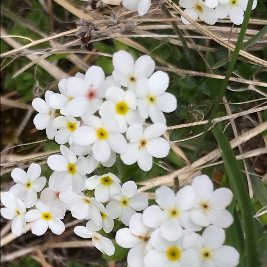 Androsace chamaejasme: Plant in habitat Rock areas in the NatureSpots App