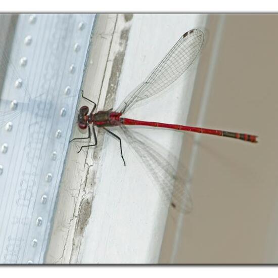 Large Red Damselfly: Animal in habitat Living space or Indoor in the NatureSpots App