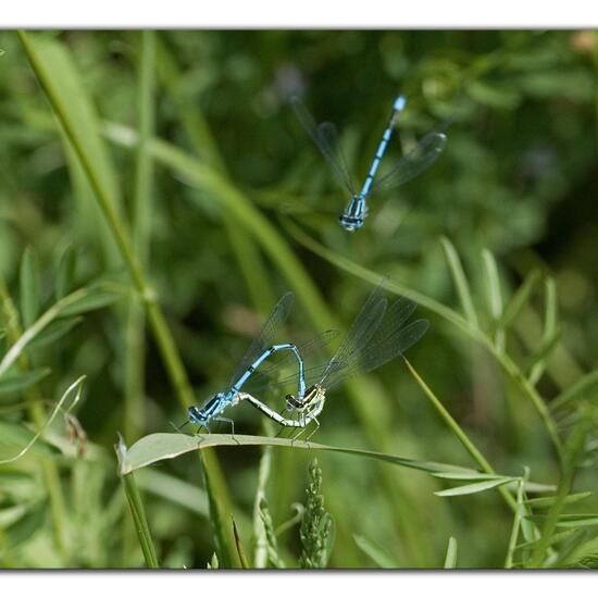 Azure damselfly: Animal in habitat Buffer strip in the NatureSpots App