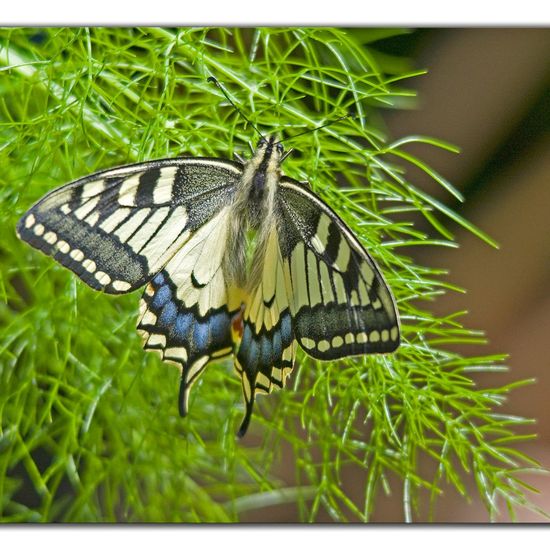 Schwalbenschwanz: Tier im Habitat Garten in der NatureSpots App