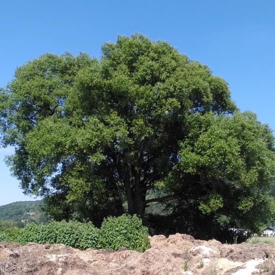 Salix: Plant in habitat Crop cultivation in the NatureSpots App