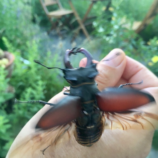 Hirschkäfer: Tier im Habitat Garten in der NatureSpots App