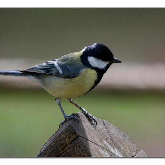 Kohlmeise: Tier im Habitat Hinterhof in der NatureSpots App