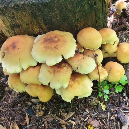 Hypholoma fasciculare: Mushroom in habitat City and Urban in the NatureSpots App