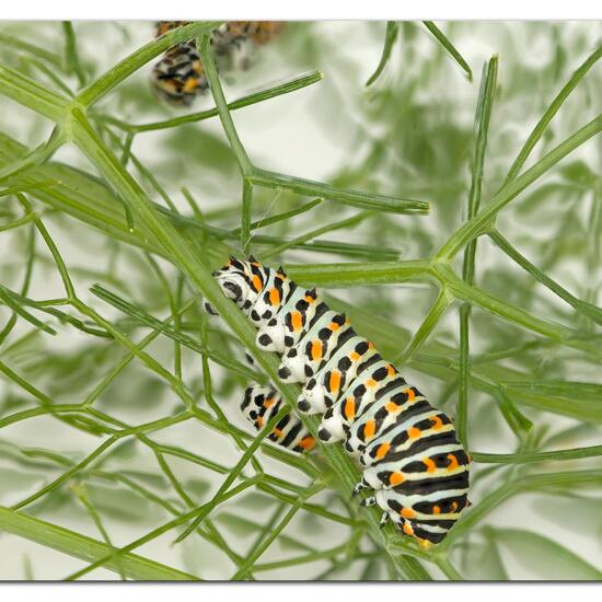 Papilio machaon: Animal in habitat City and Urban in the NatureSpots App