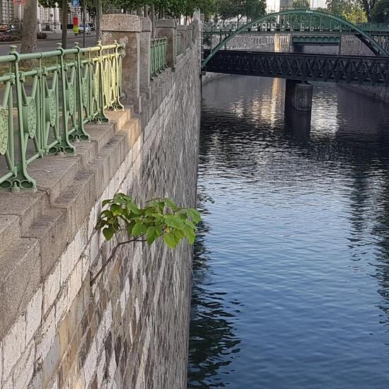 Trompetenbaumgewächse: Pflanze im Habitat Innenstadt in der NatureSpots App