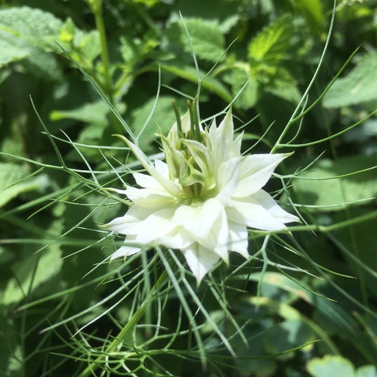 Nigella damascena: Plant in habitat Garden in the NatureSpots App