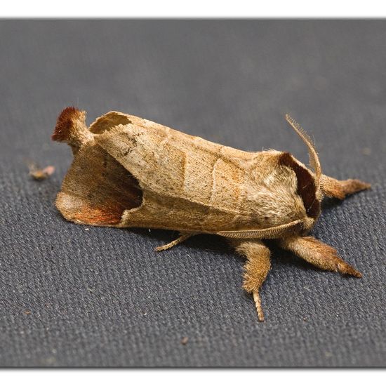 Erpelschwanz-Raufußspinner: Tier im Habitat Garten in der NatureSpots App