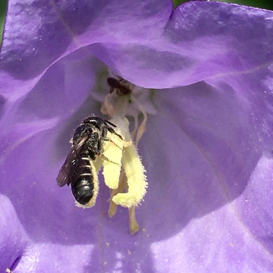 Chelostoma rapunculi: Tier im Habitat Garten in der NatureSpots App