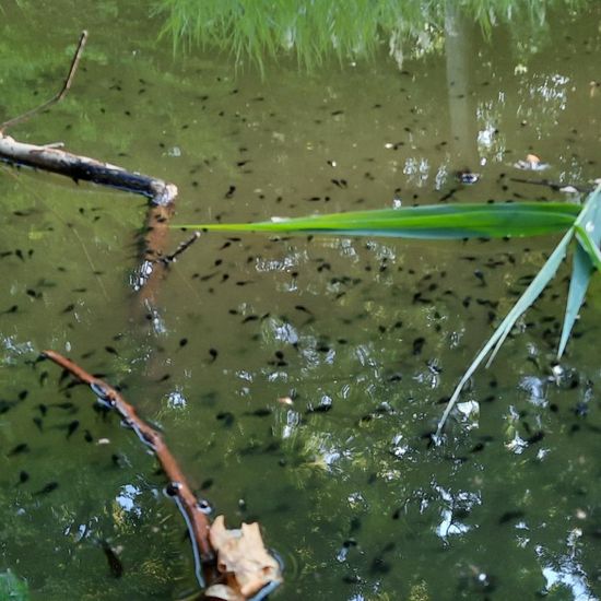 Erdkröte: Tier im Habitat Teich in der NatureSpots App