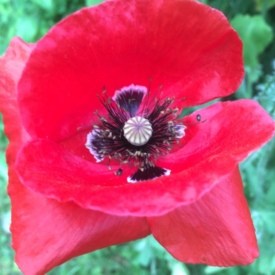 Klatschmohn: Pflanze im Habitat Garten in der NatureSpots App