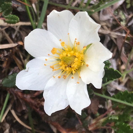 Dryas octopetala: Plant in habitat Natural Meadow in the NatureSpots App