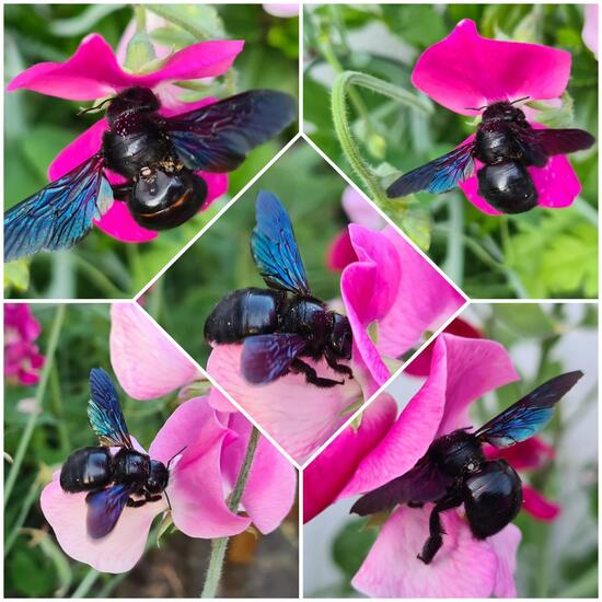 Carpenter bee: Animal in nature in the NatureSpots App