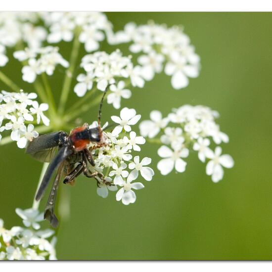 Gemeiner Weichkäfer: Tier im Habitat Strasse/Verkehr in der NatureSpots App