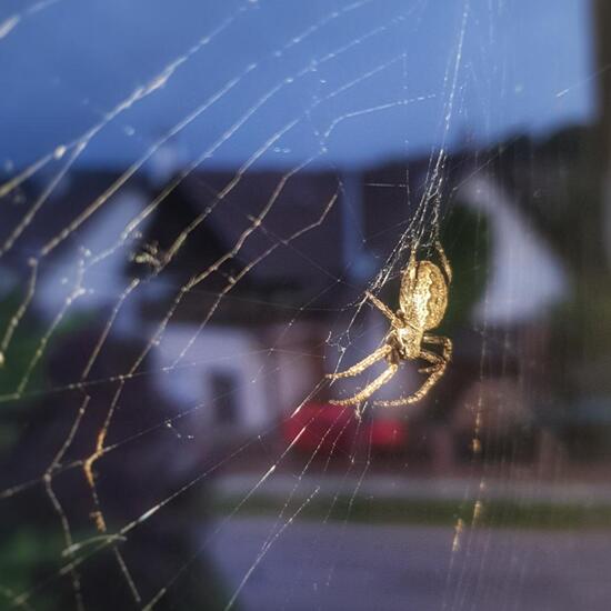 Araneae: Animal in nature in the NatureSpots App