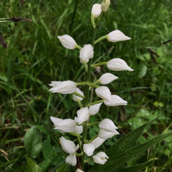 Cephalanthera damasonium: Plant in habitat Temperate forest in the NatureSpots App