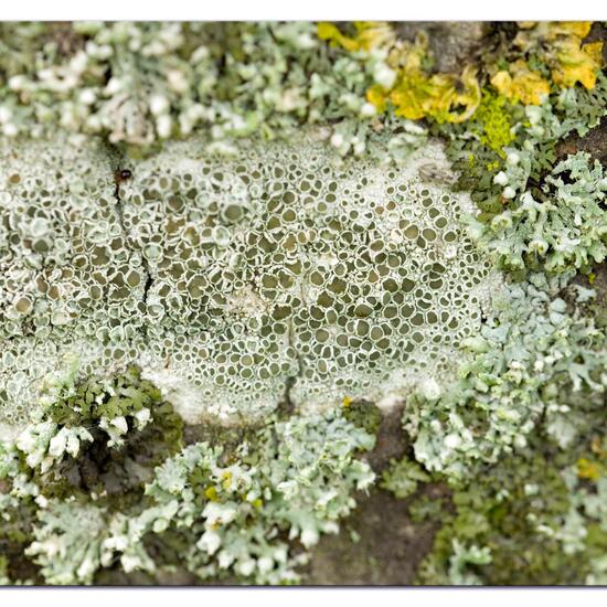Lecanora chlarotera: Mushroom in habitat Garden in the NatureSpots App
