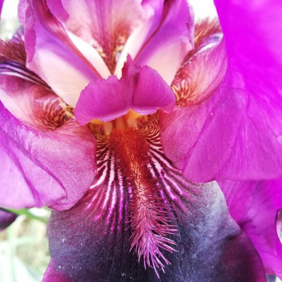 Iris ensata: Plant in habitat Garden in the NatureSpots App