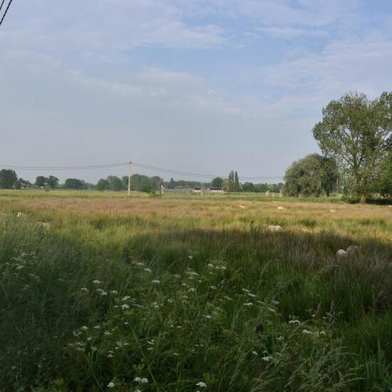 Landscape: Agriculture in habitat Agricultural meadow in the NatureSpots App