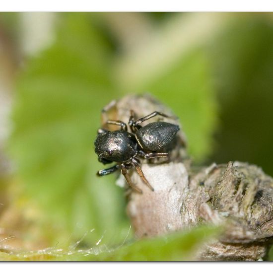 Heliophanus cupreus: Tier im Habitat Garten in der NatureSpots App