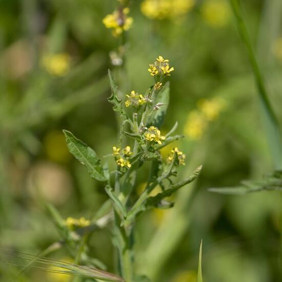 Weg-Rauke: Pflanze im Habitat Industrie in der NatureSpots App