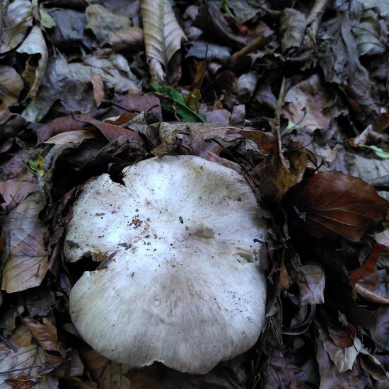 Megacollybia platyphylla: Mushroom in habitat Temperate forest in the NatureSpots App