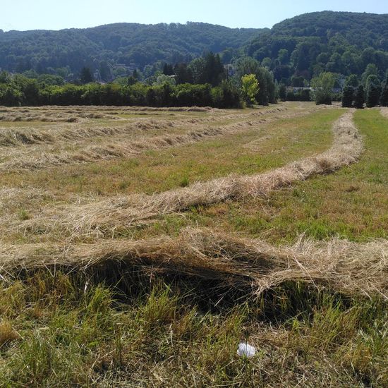 Landschaft: Grasland und Büsche im Habitat Naturnahe Wiese in der NatureSpots App