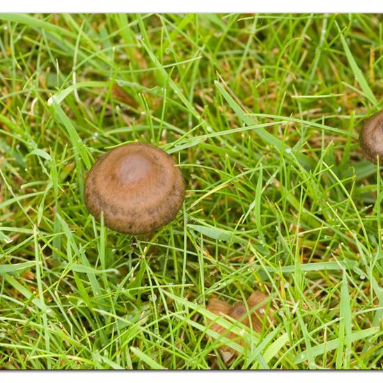 Panaeolina foenisecii: Mushroom in habitat Garden in the NatureSpots App