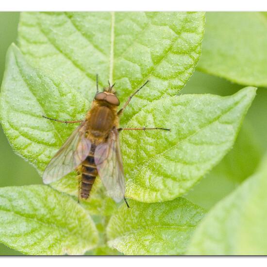 Thereva nobilitata: Tier im Habitat Gartenkultur in der NatureSpots App