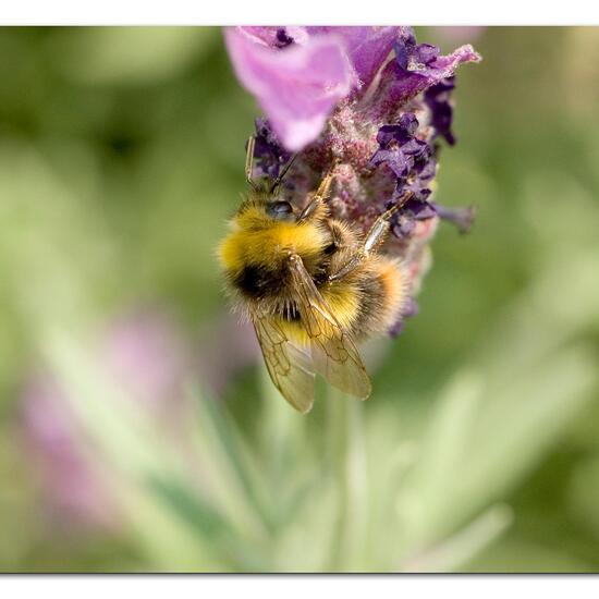 Early bumblebee: Animal in habitat Garden in the NatureSpots App