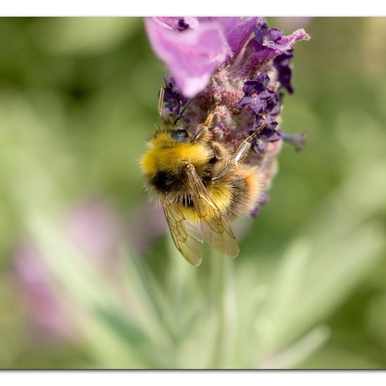 Wiesenhummel: Tier im Habitat Garten in der NatureSpots App