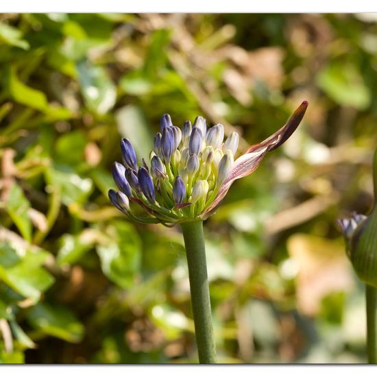 Schmucklilien: Pflanze im Habitat Garten in der NatureSpots App