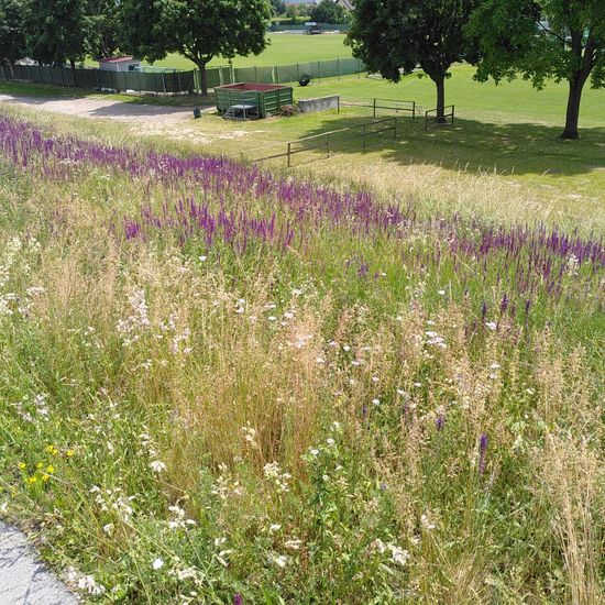 Landschaft: Grasland und Büsche im Habitat Naturnahe Wiese in der NatureSpots App