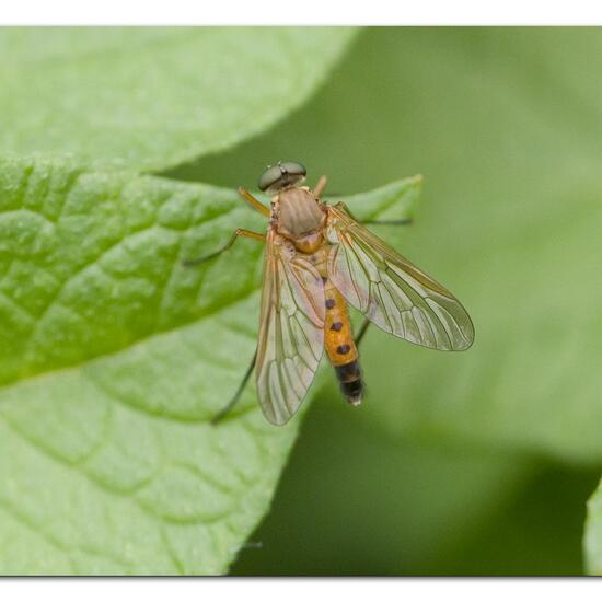 Rhagio tringarius: Tier im Habitat Gartenkultur in der NatureSpots App