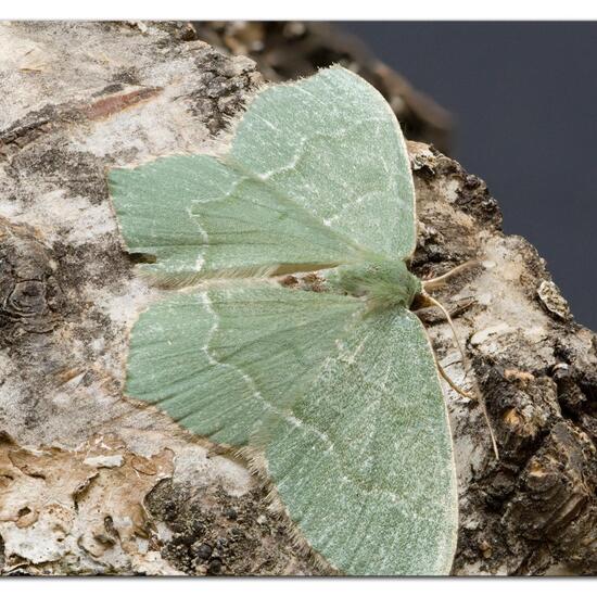 Gebüsch-Grünspanner: Tier im Habitat Stadt und Garten in der NatureSpots App