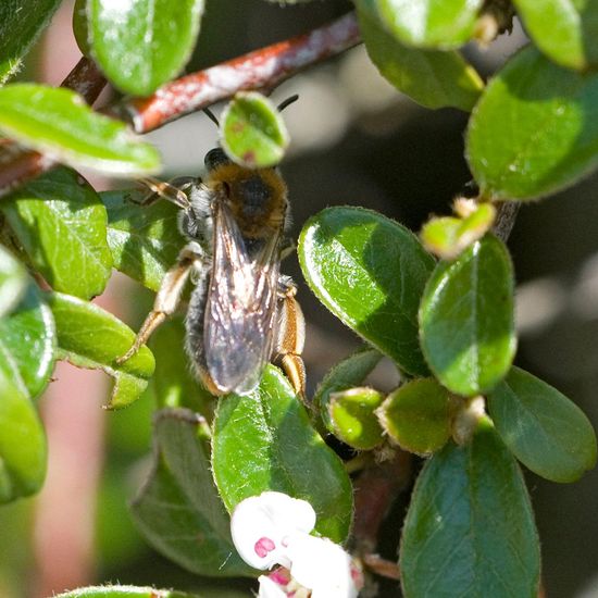 Rotschopfige Sandbiene: Tier im Habitat Garten in der NatureSpots App