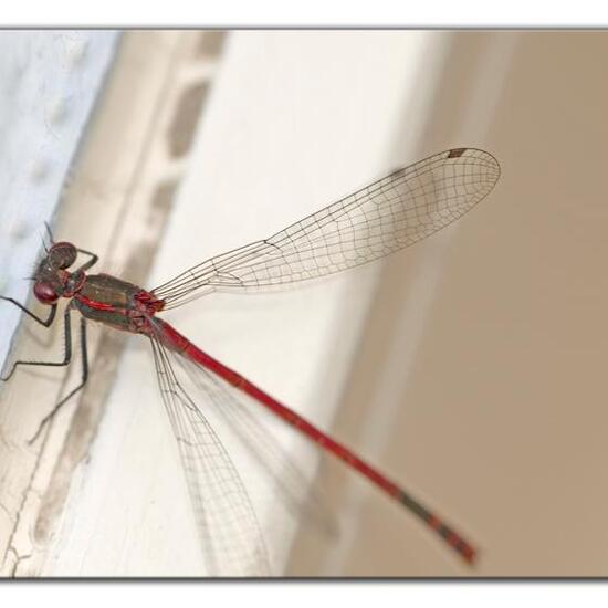 Large Red Damselfly: Animal in habitat Living space or Indoor in the NatureSpots App