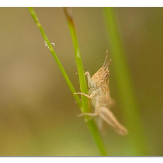 Bow-winged grasshopper: Animal in habitat Garden agriculture in the NatureSpots App