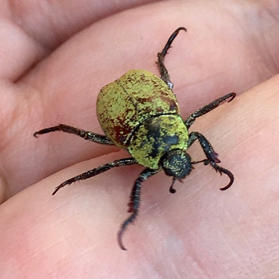 Coleoptera: Animal in habitat Garden in the NatureSpots App