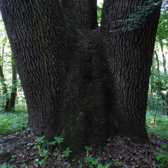 Eichen: Pflanze im Habitat Wald der gemäßigten Breiten in der NatureSpots App