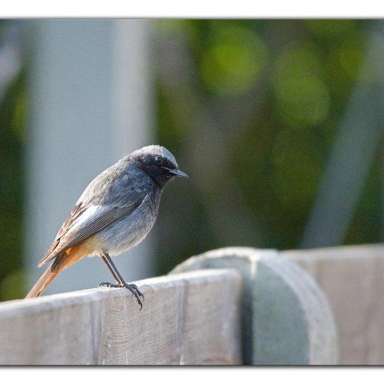 Black Redstart: Animal in habitat Garden in the NatureSpots App