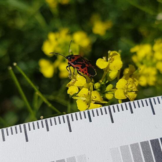 Heteroptera: Animal in habitat Brownfield land in the NatureSpots App