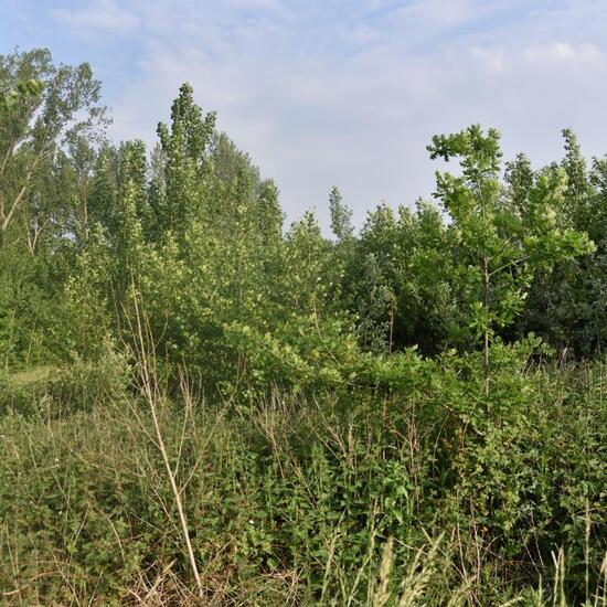 Landschaft: Grasland und Büsche im Habitat Halb-natürliches Grasland in der NatureSpots App