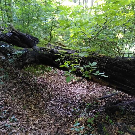 Landschaft: Wald im Habitat Wald der gemäßigten Breiten in der NatureSpots App