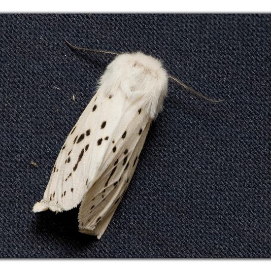 Spilosoma lubricipeda: Animal in habitat Garden in the NatureSpots App