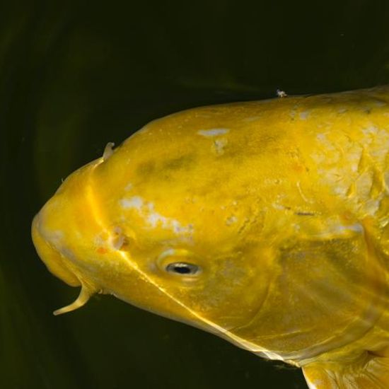 Landschaft: Süßwasser im Habitat Teich in der NatureSpots App